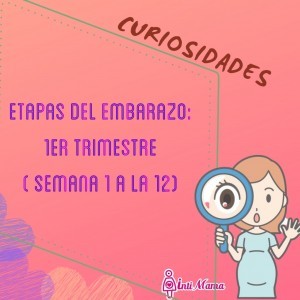 Etapas del embarazo, primer trimestre.