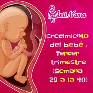 Crecimiento del bebé: tercer trimestre (semana 29 a la 40)