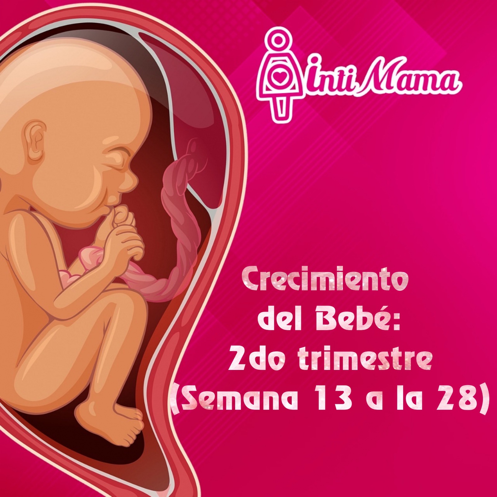 Crecimiento del bebé: segundo trimestre (semana 13 a la 28)