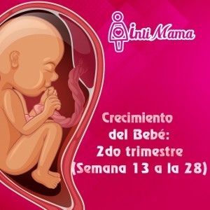 Crecimiento del bebé: segundo trimestre (semana 13 a la 28)