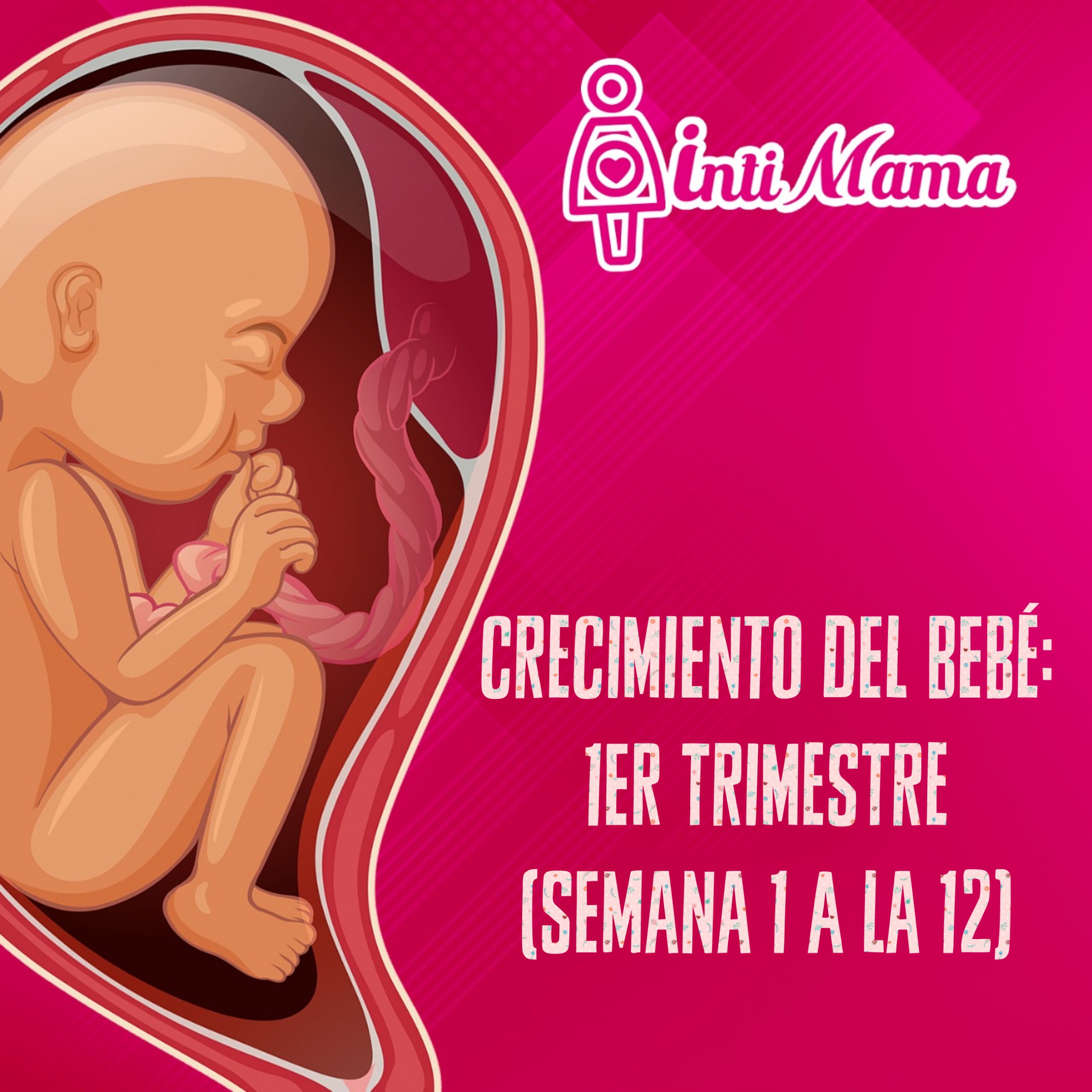 Crecimiento del bebé, primer trimestre