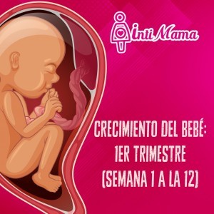 Crecimiento del bebé, primer trimestre